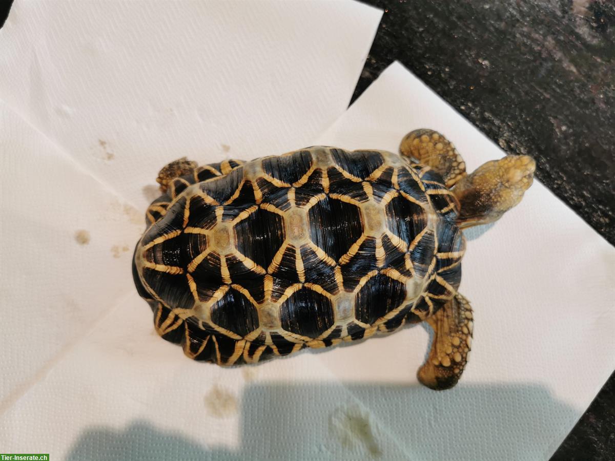 Bild 3: 2 Birma-Sternschildkröten zu verkaufen
