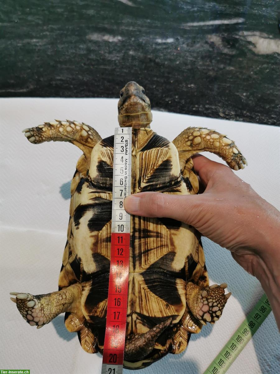 Bild 4: 2 Birma-Sternschildkröten zu verkaufen