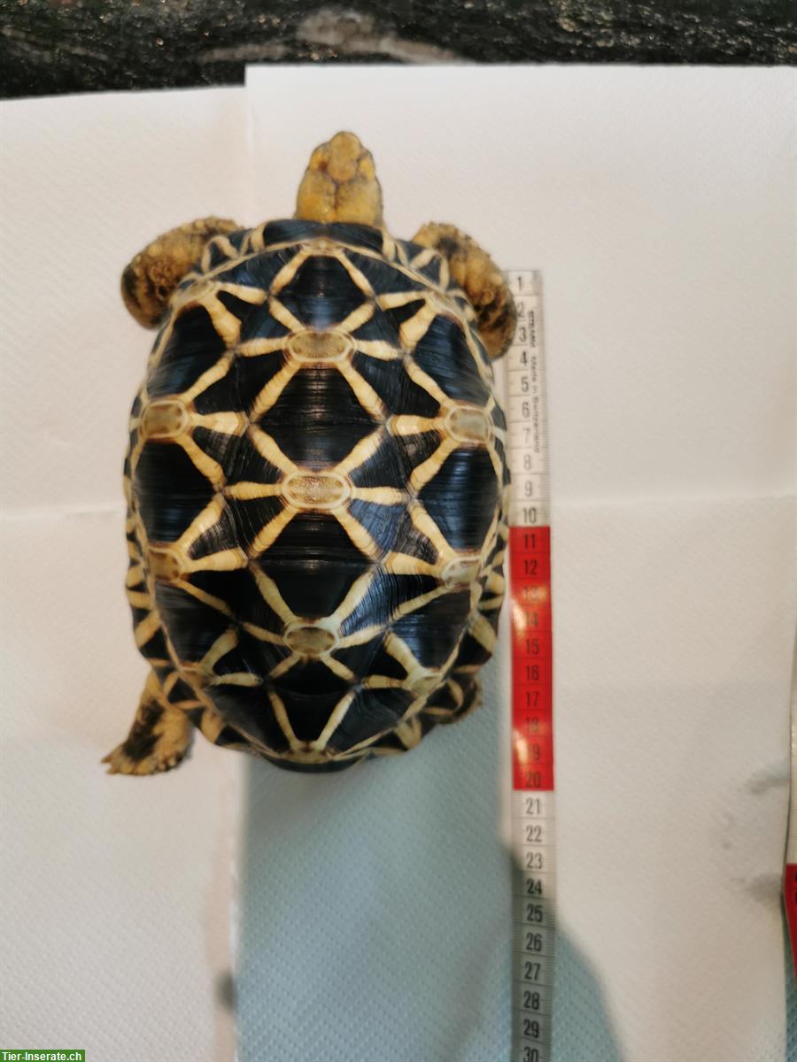 Bild 5: 2 Birma-Sternschildkröten zu verkaufen