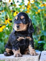 Reinrassige English Cocker Spaniel Hundebabys