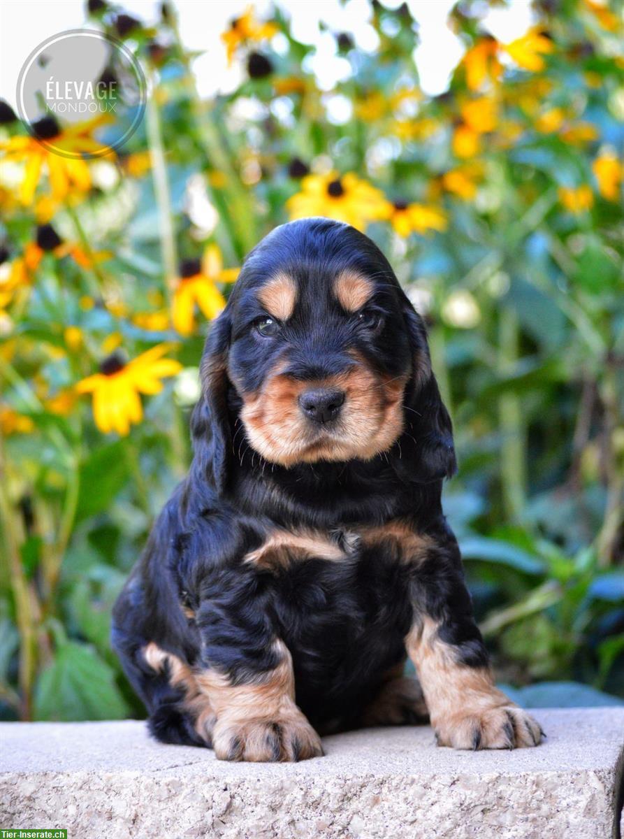 Bild 2: Reinrassige English Cocker Spaniel Hundebabys