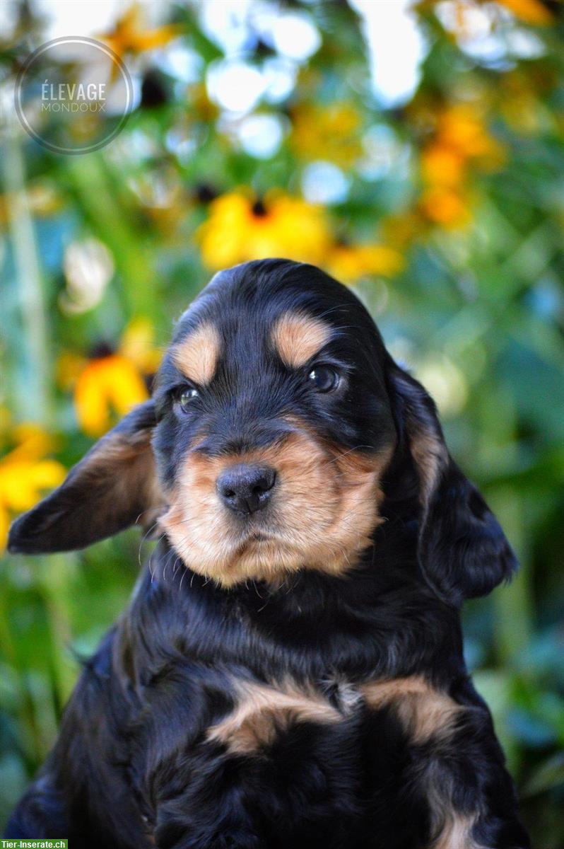 Bild 3: Reinrassige English Cocker Spaniel Hundebabys