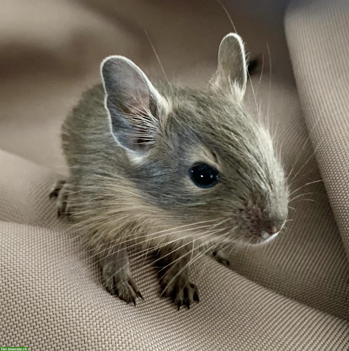 Degu Jungtiere zu verkaufen