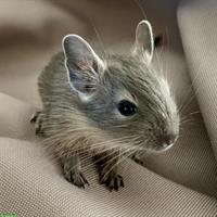 Degu Jungtiere zu verkaufen