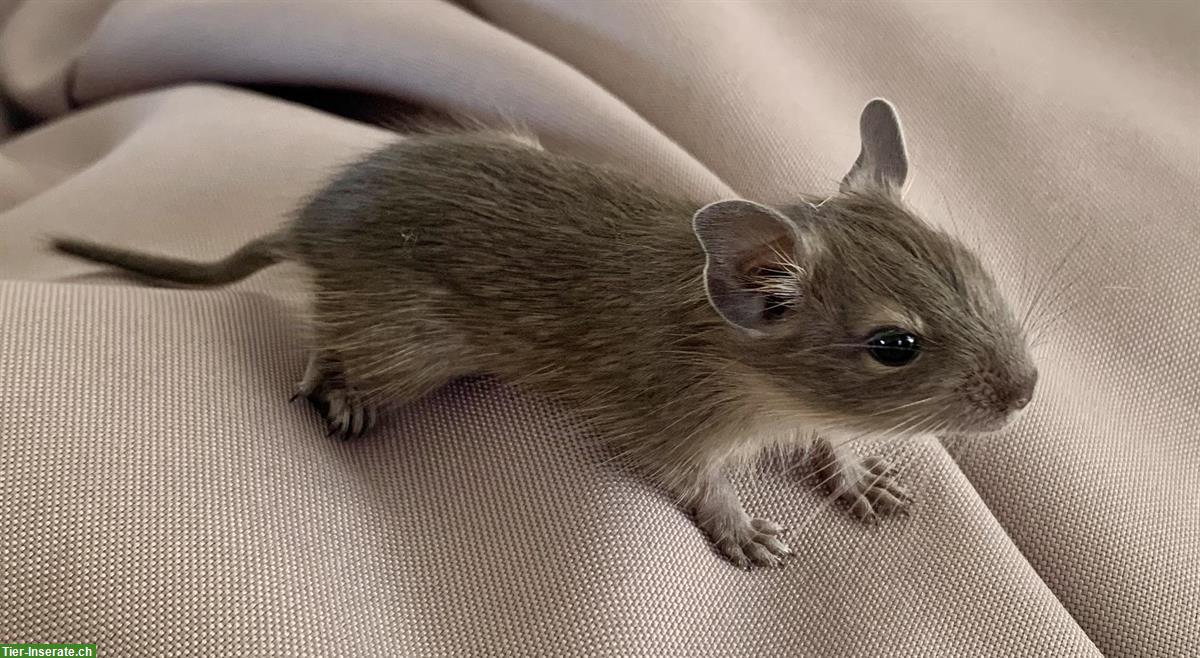 Bild 2: Degu Jungtiere zu verkaufen