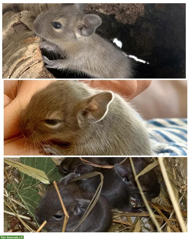 Bild 3: Degu Jungtiere zu verkaufen