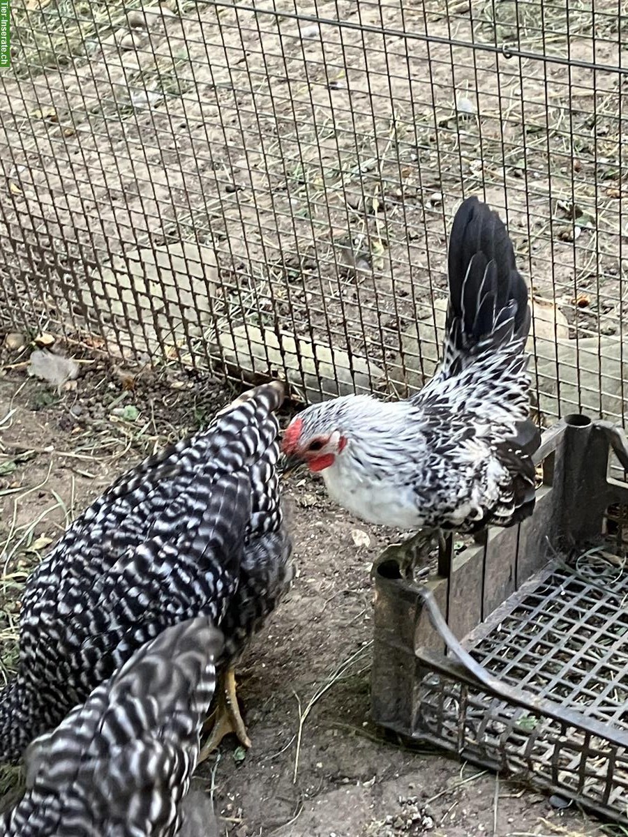 Bild 2: GRATIS: vitaler Zwerghahn