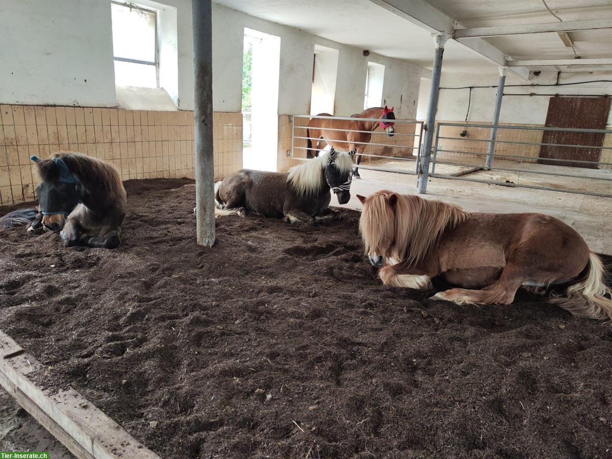 Bild 2: Offenstallplatz in Weiterstadt DE, Rehe und Asthma optimiert