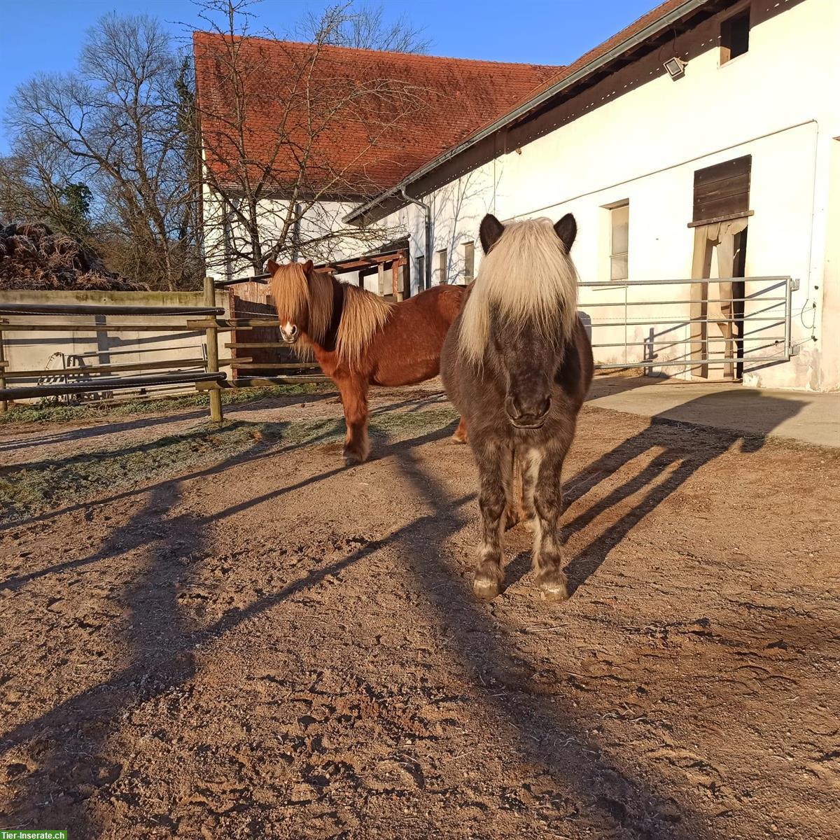 Bild 3: Offenstallplatz in Weiterstadt DE, Rehe und Asthma optimiert