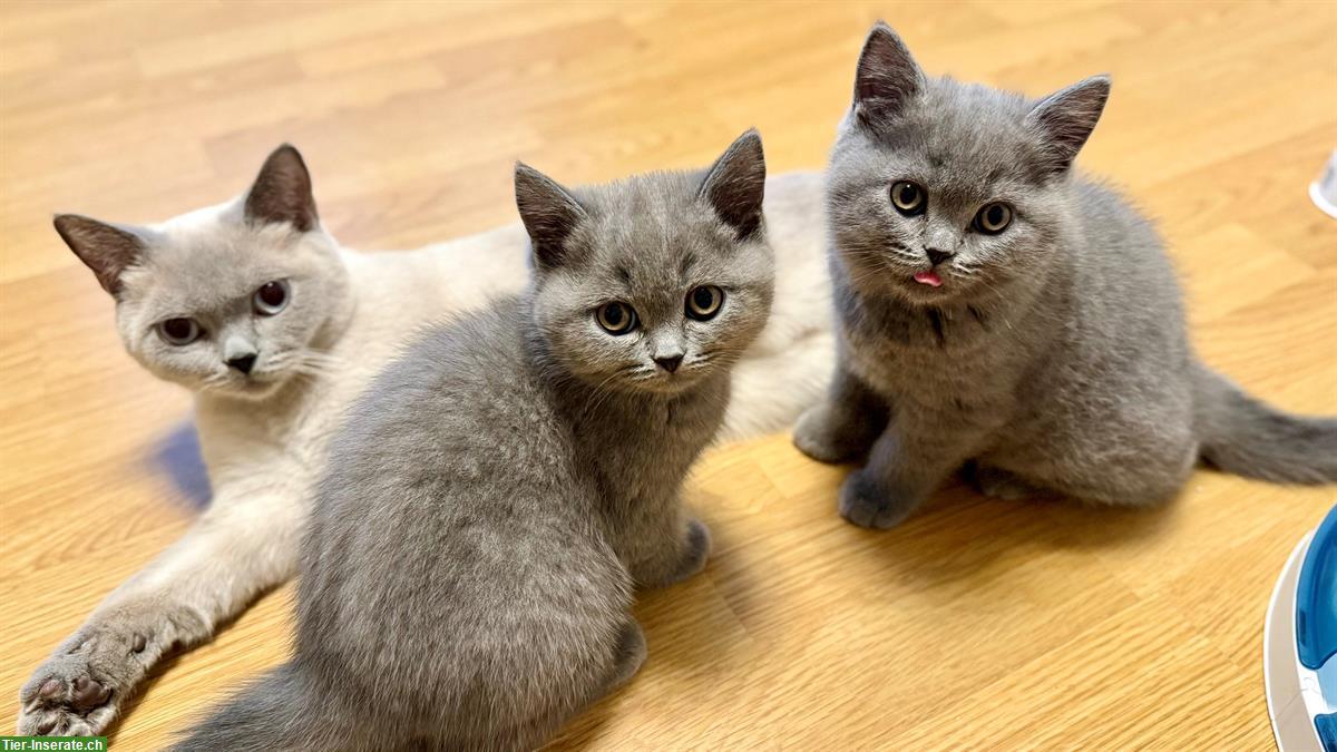 Reinrassige Britisch Kurzhaar Kitten, BKH / BSH