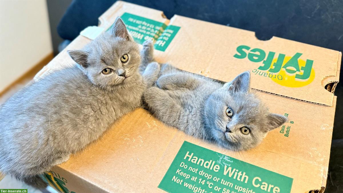 Bild 2: Reinrassige Britisch Kurzhaar Kitten, BKH / BSH