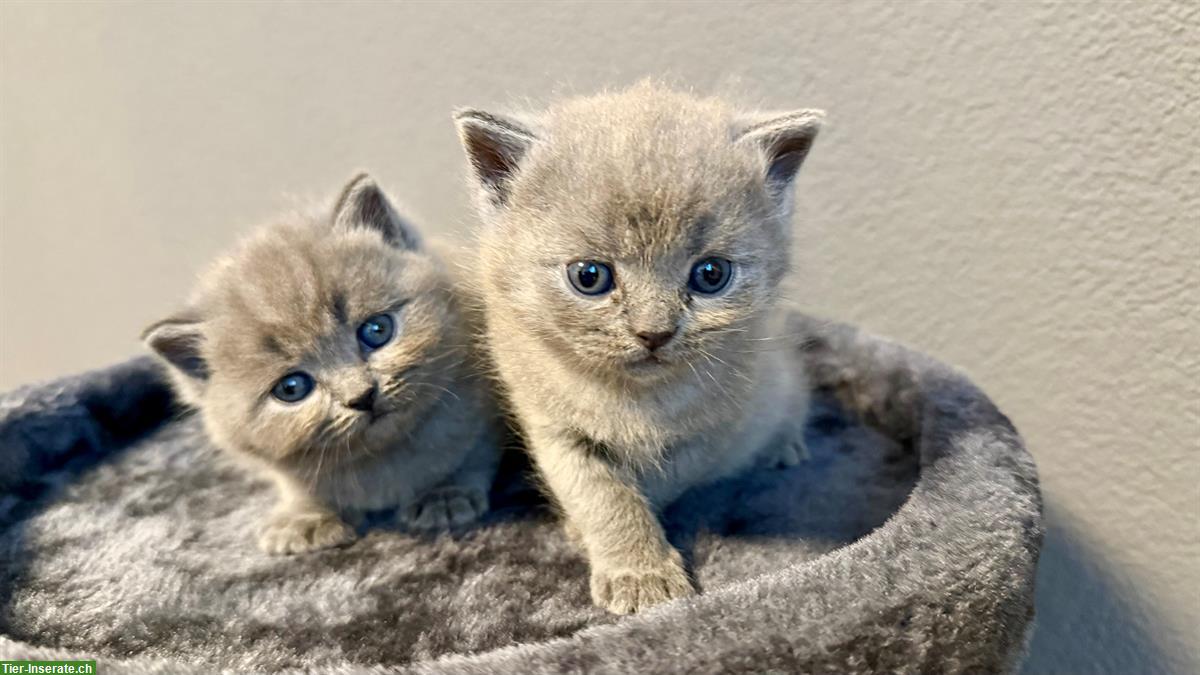 Bild 3: Reinrassige Britisch Kurzhaar Kitten, BKH / BSH