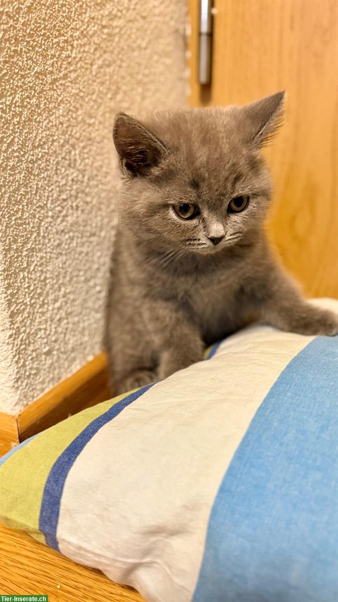 Bild 4: Reinrassige Britisch Kurzhaar Kitten, BKH / BSH