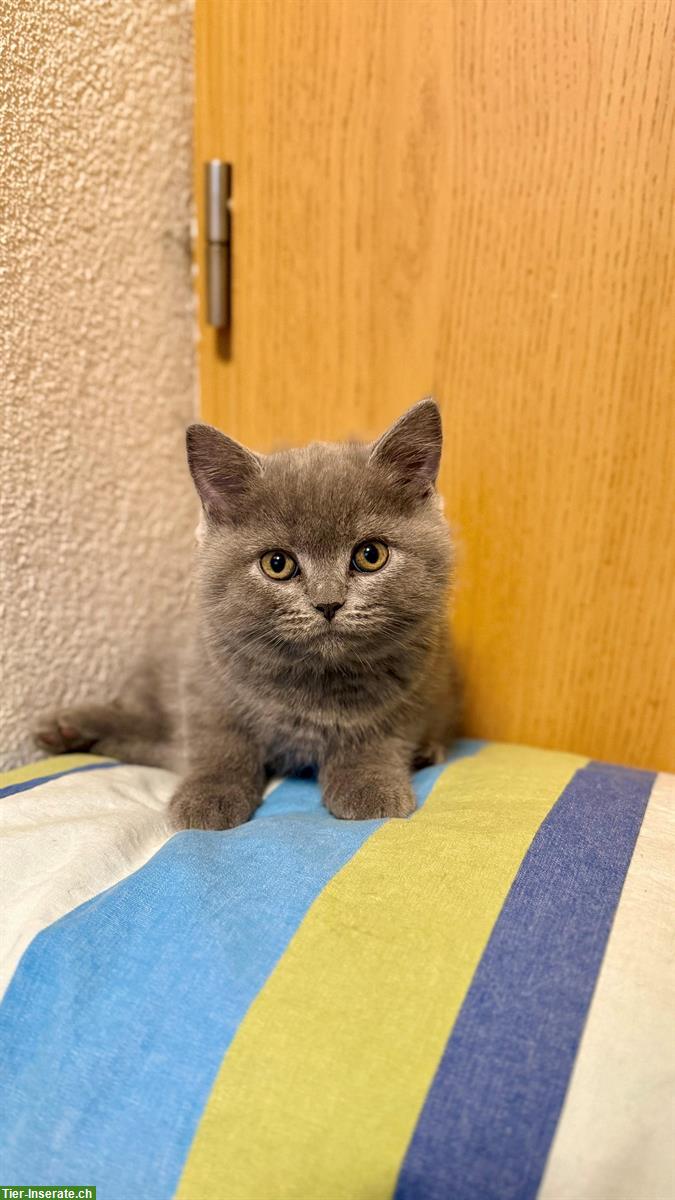 Bild 5: Reinrassige Britisch Kurzhaar Kitten, BKH / BSH