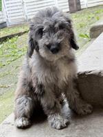 Doodle Welpen suchen ihre Familien