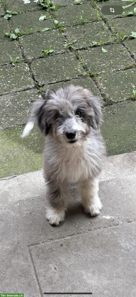 Bild 2: Doodle Welpen suchen ihre Familien