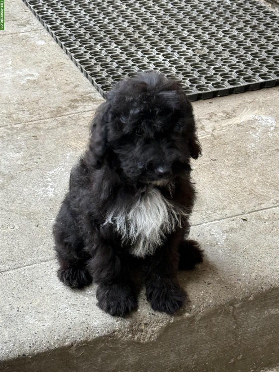 Bild 5: Doodle Welpen suchen ihre Familien