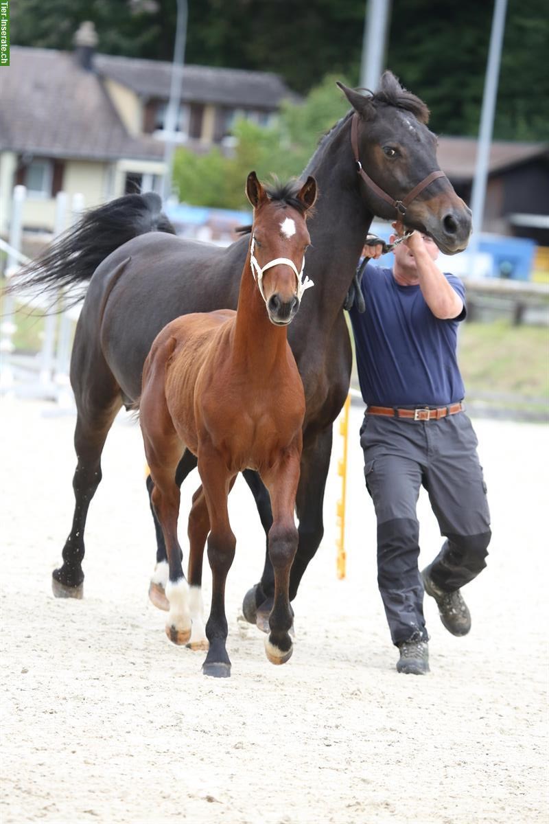 Bild 2: Freiberger Hengstfohlen, geboren 16.04.2025