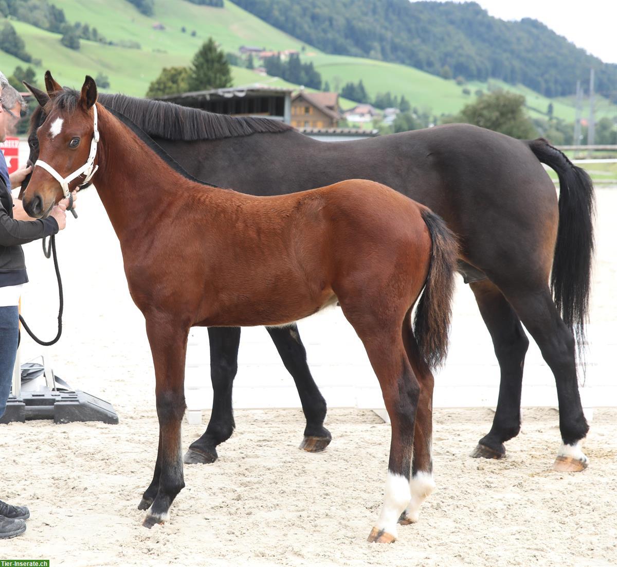Bild 4: Freiberger Hengstfohlen, geboren 16.04.2025
