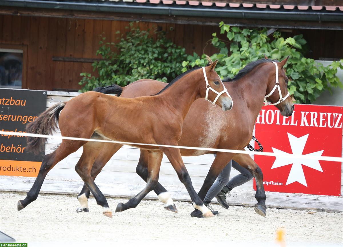 Bild 2: Freiberger Hengstfohlen, geboren 31.03.2025