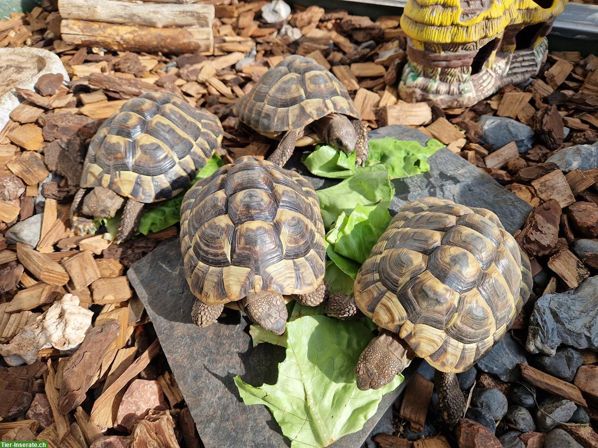 4 Griechische Landschildkröten zu verkaufen, Jahrgang 2019