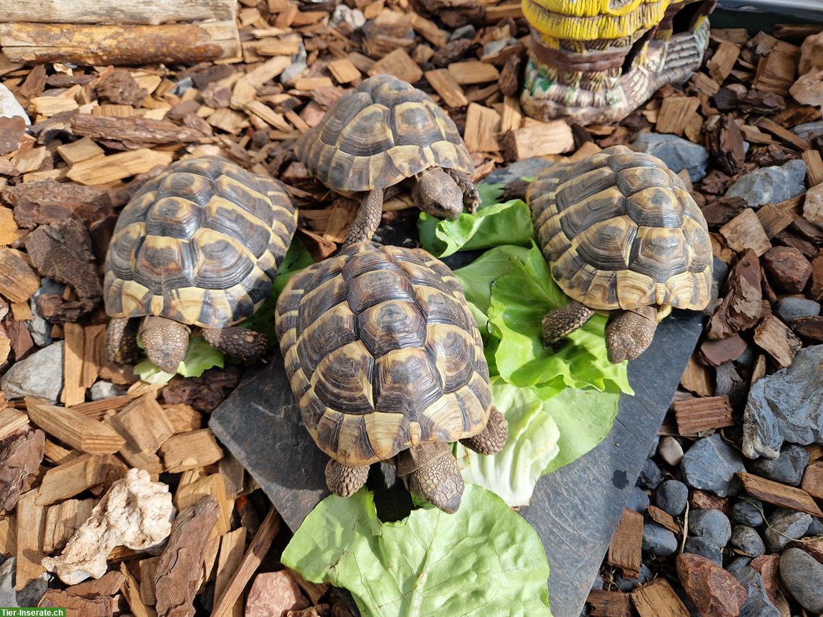 Bild 2: 4 Griechische Landschildkröten zu verkaufen, Jahrgang 2019