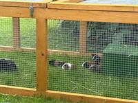 Junge Meerschweinchen abzugeben