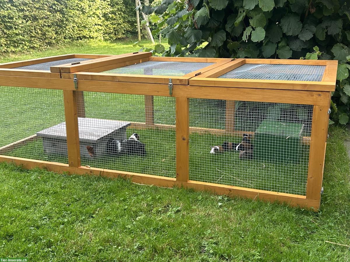 Bild 2: Junge Meerschweinchen abzugeben