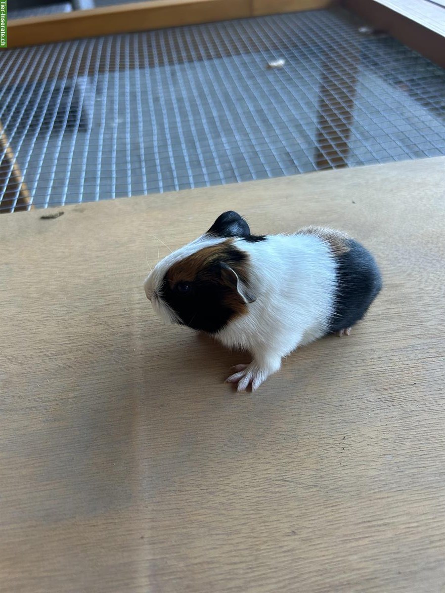 Bild 3: Junge Meerschweinchen abzugeben