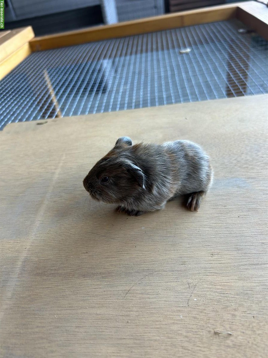 Bild 4: Junge Meerschweinchen abzugeben