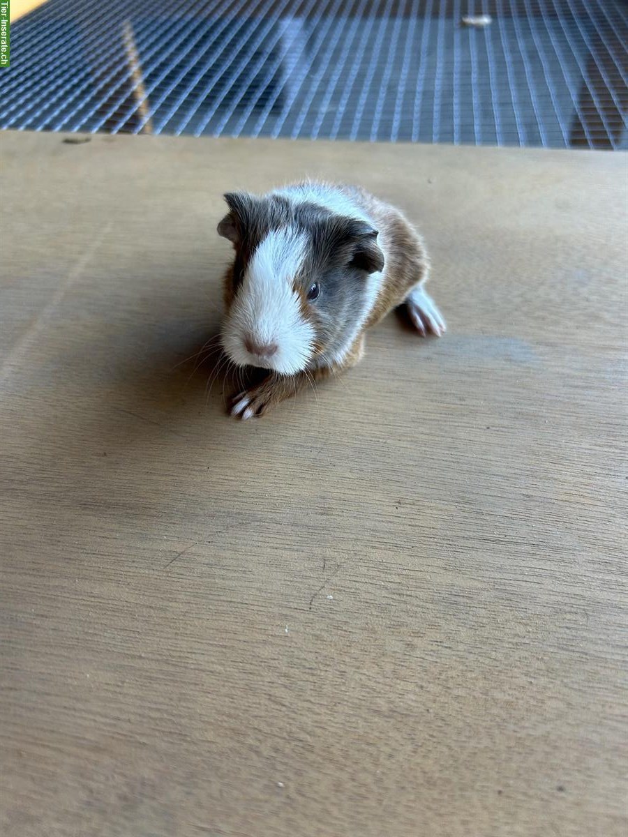 Bild 6: Junge Meerschweinchen abzugeben