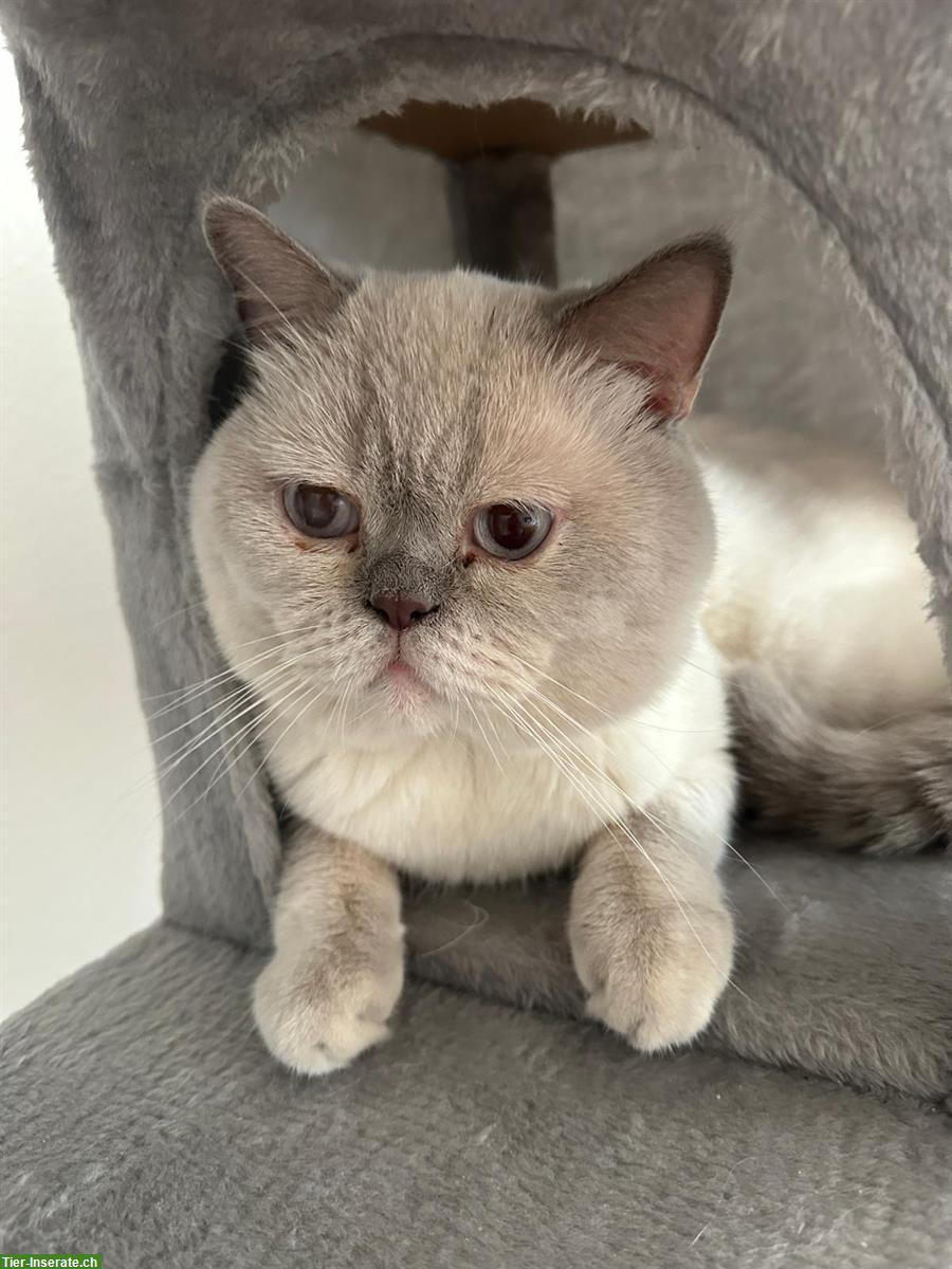 Britisch Kurzhaar Kater, bluepoint abzugeben
