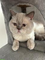 Britisch Kurzhaar Kater, bluepoint abzugeben