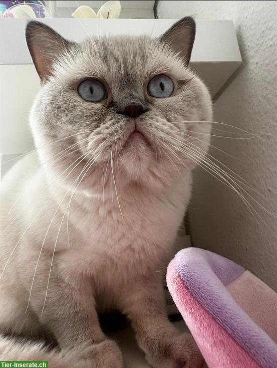 Bild 2: Britisch Kurzhaar Kater, bluepoint abzugeben