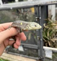 0.1 Abronia lythrochila CZ-CB23 for sale
