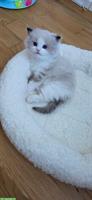 Reinrassiger Ragdoll Kater abzugeben