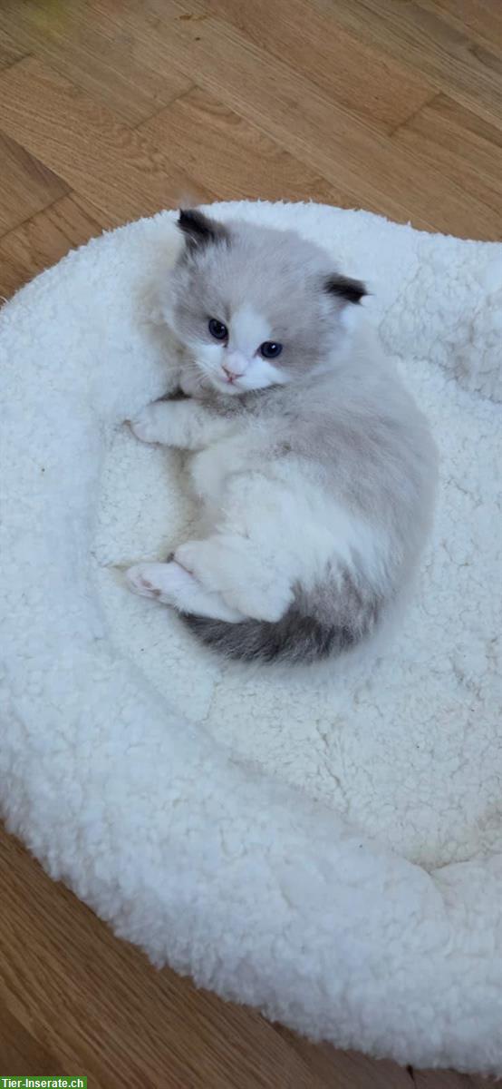 Bild 2: Reinrassiger Ragdoll Kater abzugeben