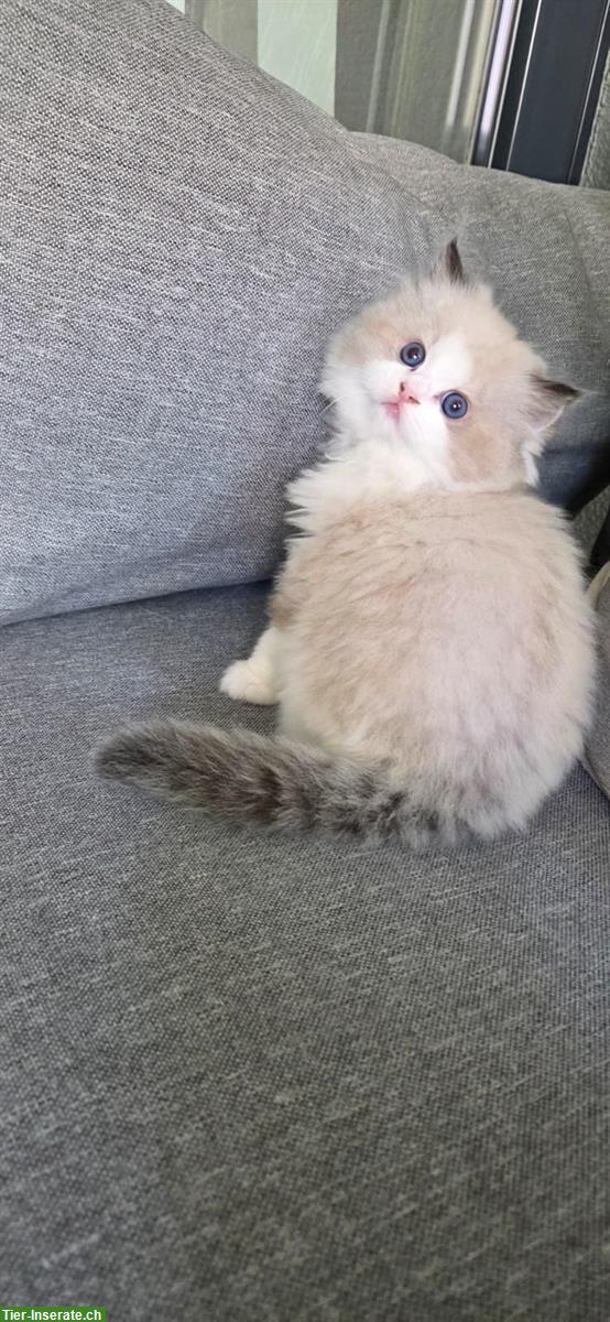 Bild 3: Reinrassiger Ragdoll Kater abzugeben