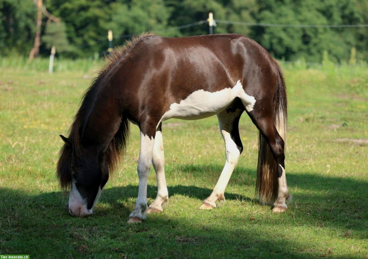 Bild 3: Wunderschöner Isländer / Islandpferd zu verkaufen