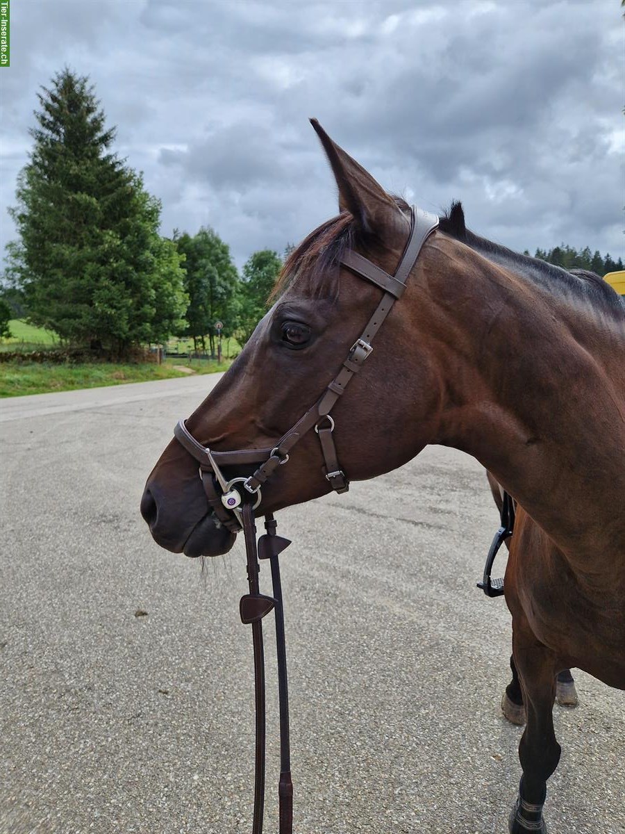 Schweizer Warmblutstute als Freizeitpferd zu verkaufen