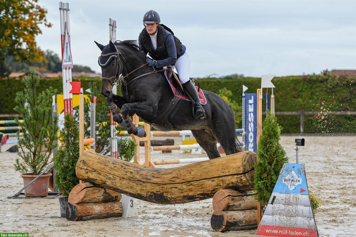 Bild 2: Schweizer Warmblutstute als Freizeitpferd zu verkaufen