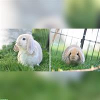 2 Zwergwidder Baby Weibchen abzugeben