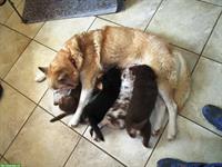 Sib. Husky x Australian Shepherd Mix Welpe sucht ein Zuhause