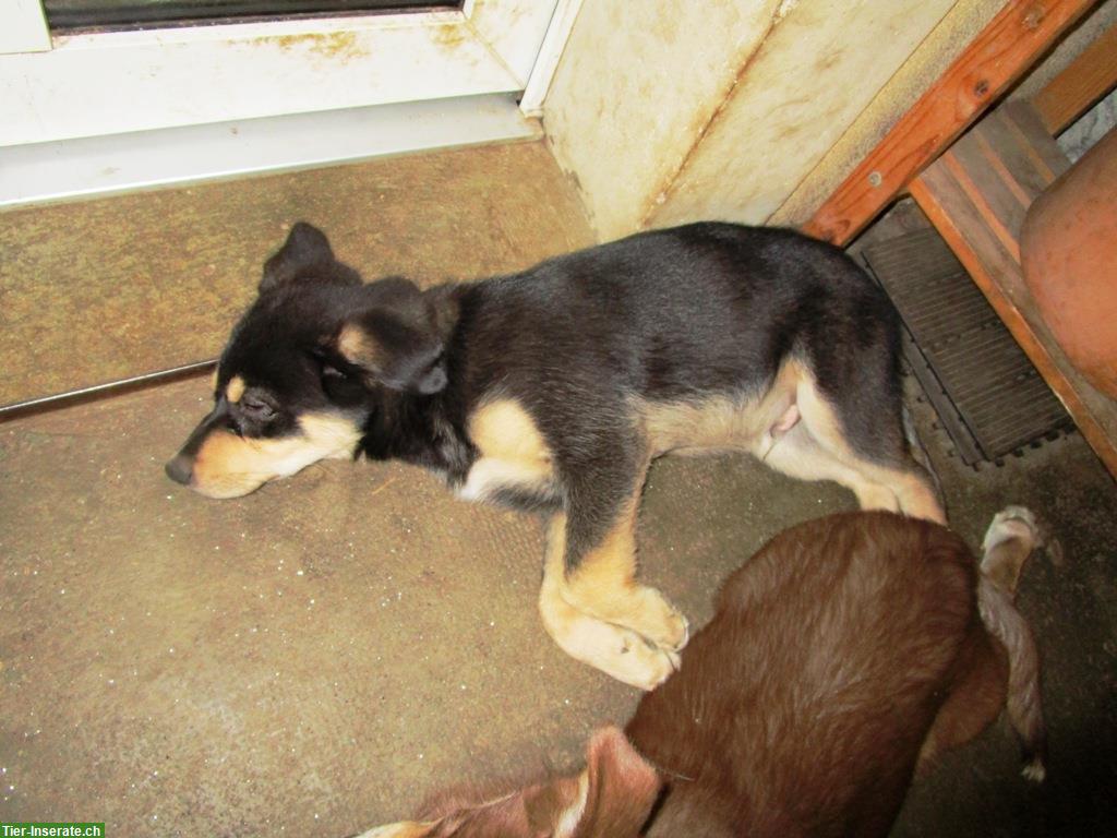 Bild 3: Sib. Husky x Australian Shepherd Mix Welpe sucht ein Zuhause