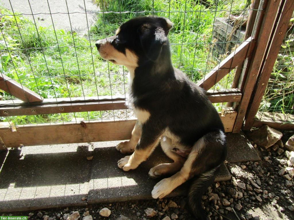 Bild 4: Sib. Husky x Australian Shepherd Mix Welpe sucht ein Zuhause