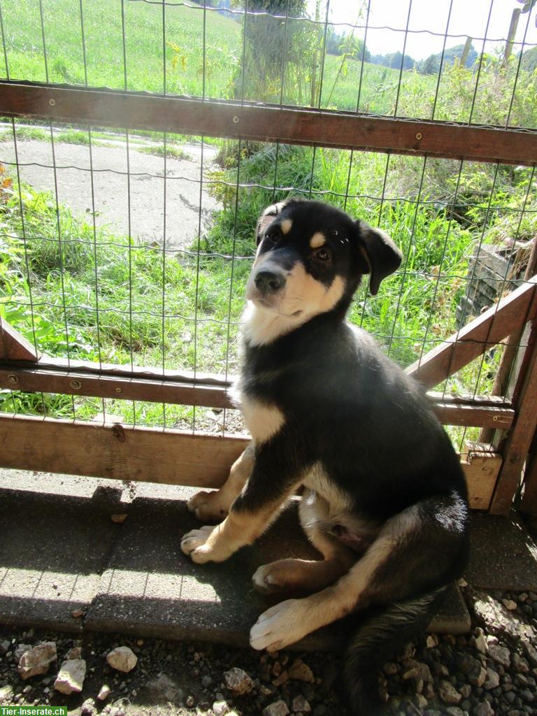 Bild 5: Sib. Husky x Australian Shepherd Mix Welpe sucht ein Zuhause