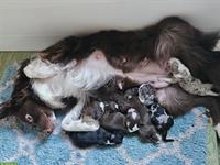 Miniature Australian Shepherd Welpen, reinrassig
