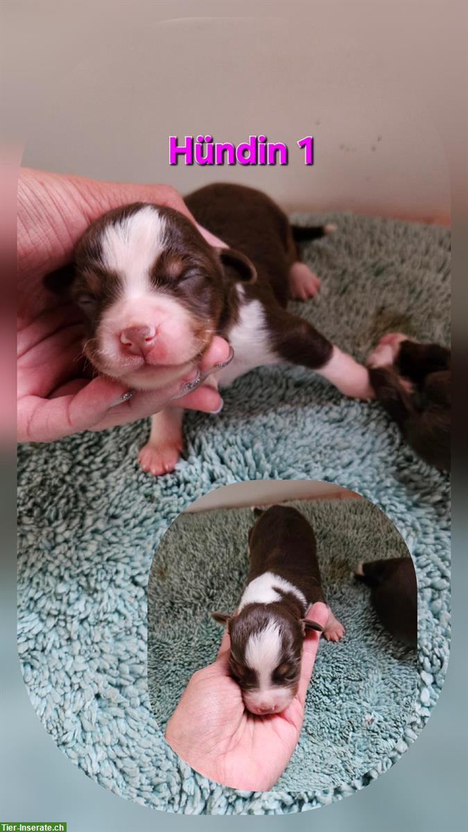 Bild 2: Miniature Australian Shepherd Welpen, reinrassig