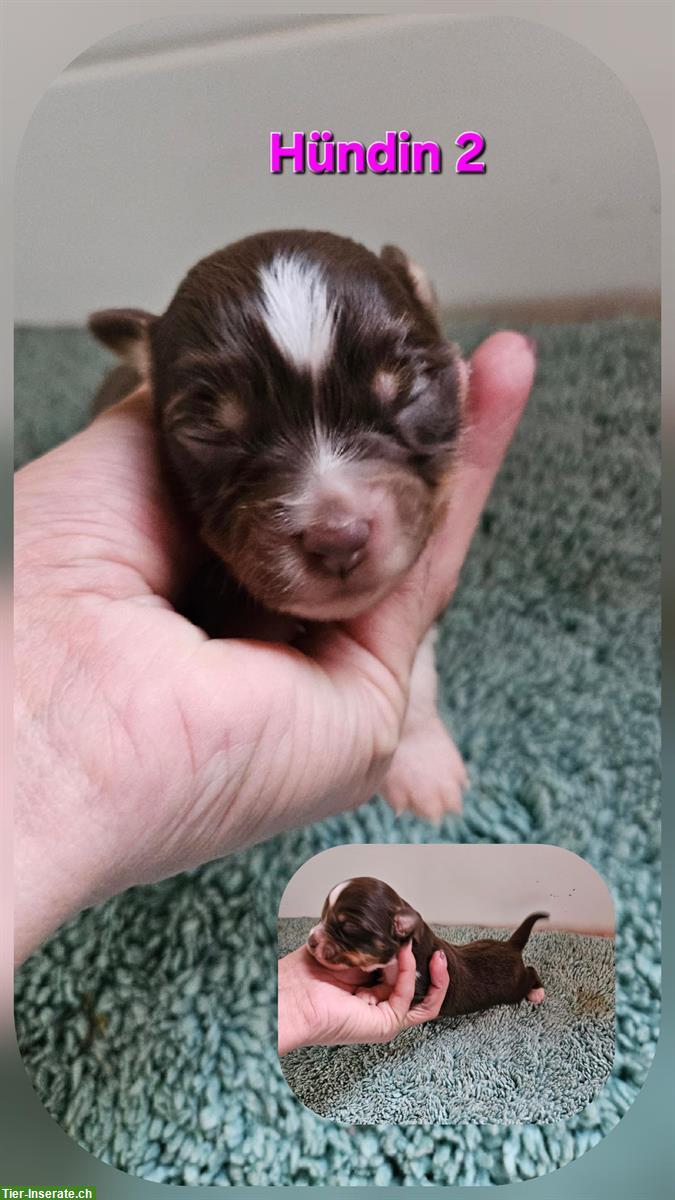 Bild 3: Miniature Australian Shepherd Welpen, reinrassig