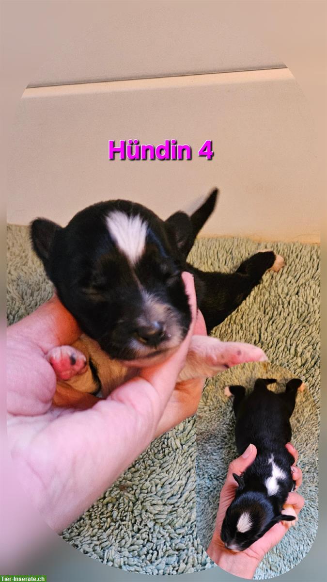 Bild 5: Miniature Australian Shepherd Welpen, reinrassig
